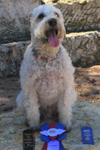 Lucy Bear, Naturally Reared Soft-Coated Wheaten Terrier. Photo courtesy of Mona Belcher, Arlington, TX. 